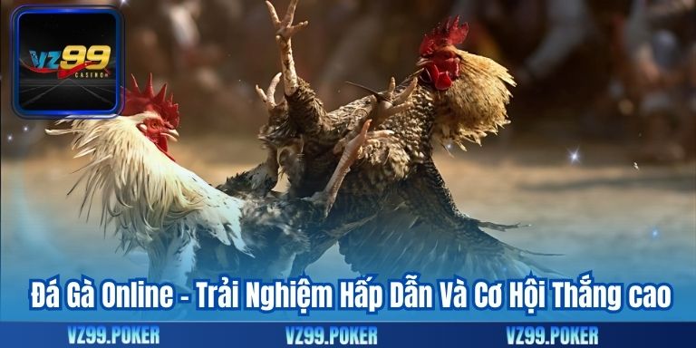 Đá Gà Online - Trải Nghiệm Hấp Dẫn Và Cơ Hội Thắng cao 1 Đá Gà Online - Trải Nghiệm Hấp Dẫn Và Cơ Hội Thắng cao