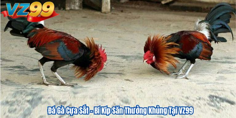 Đá Gà Cựa Sắt – Bí Kíp Săn Thưởng Khủng Tại VZ99 1 Đá Gà Cựa Sắt – Bí Kíp Săn Thưởng Khủng Tại VZ99