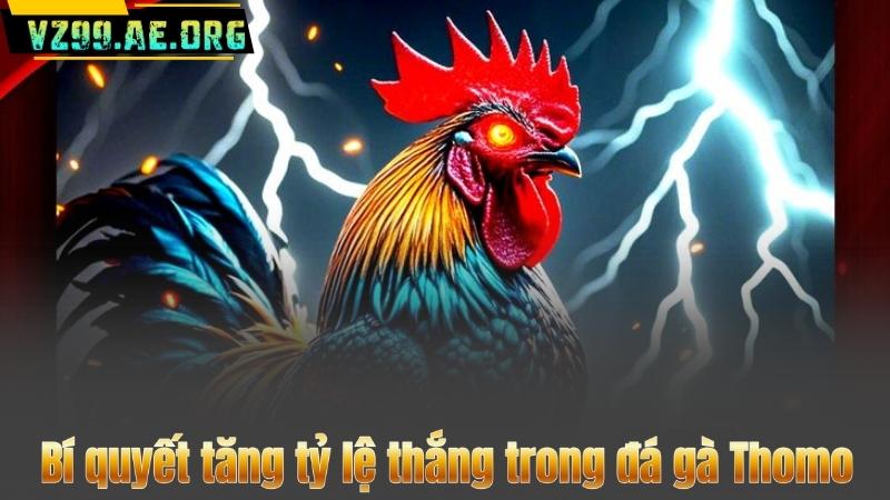 Đá gà Thomo – Kho tổng hợp trò chơi chiến kê online hấp dẫn nhất 8 Bí quyết tăng tỷ lệ thắng trong đá gà Thomo