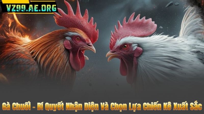 Gà Chuối – Bí Quyết Nhận Diện Và Chọn Lựa Chiến Kê Xuất Sắc 1 Gà Chuối – Bí Quyết Nhận Diện Và Chọn Lựa Chiến Kê Xuất Sắc